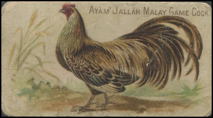 Ayam Jallak Malay Game Cock